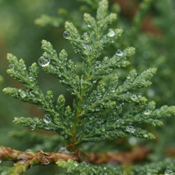 Cupressocyparis leylandii '2001'