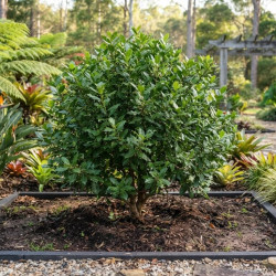 Ilex paraguariensis - Thé du Paraguay