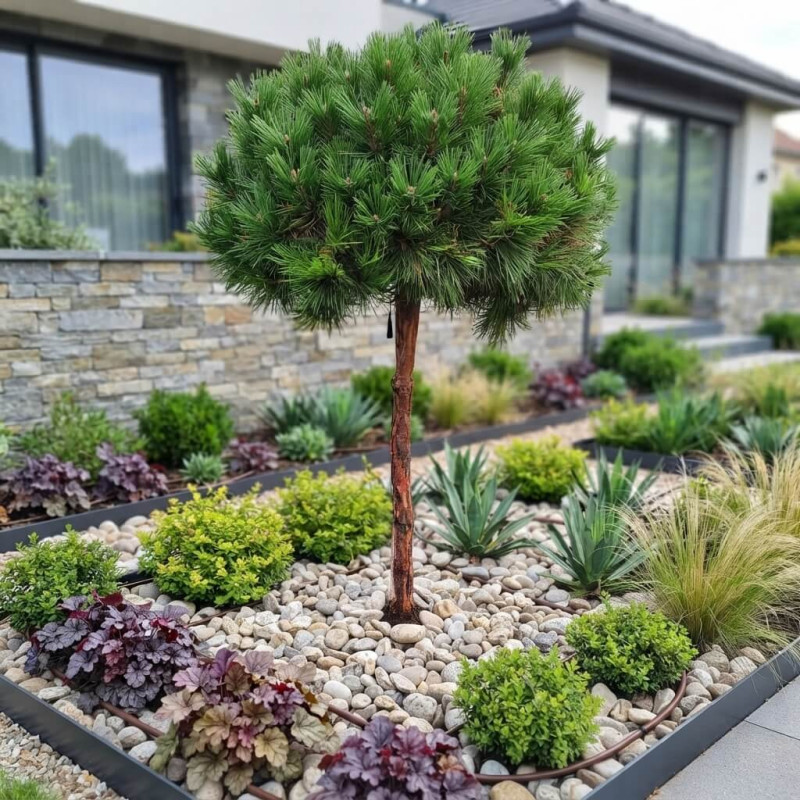 Pinus nigra 'Pierrick Bregeon' ® Brepo - Pin noir