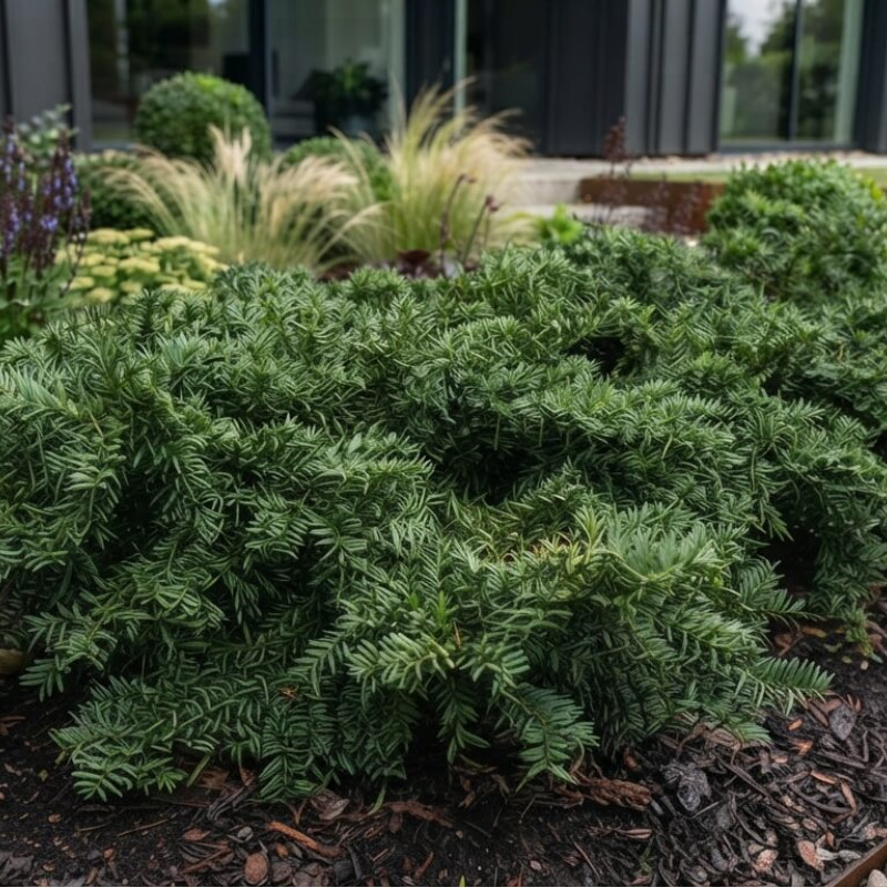 Taxus baccata 'Repandens' - If commun
