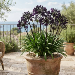 Agapanthus Black Jack® - Agapanthe
