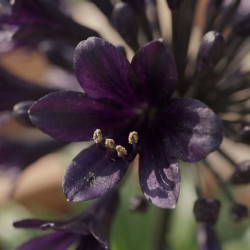 Agapanthus Black Jack® - Agapanthe