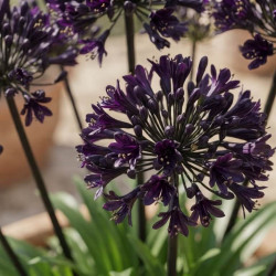 Agapanthus Black Jack® - Agapanthe