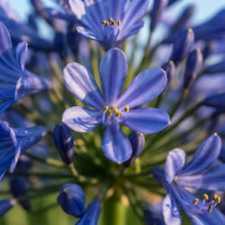 Agapanthus ‘Brilliant Blue' ® - ’Aga0451’