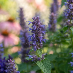 Agastache rugosa Little Adder