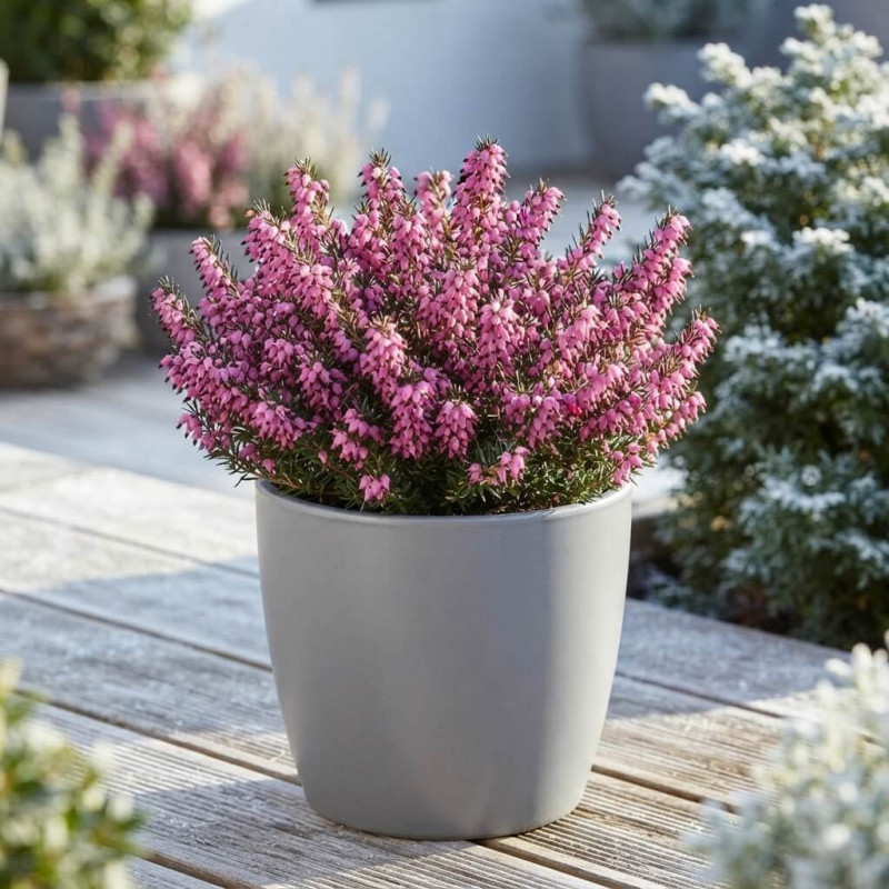 Erica × darleyensis 'Kramers Rote' - bruyère