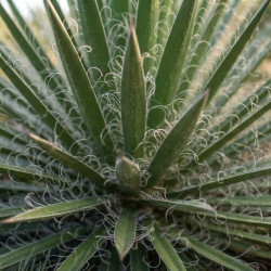 Agave multifilifera