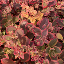 Sedum 'Sunsparkler Wildfire'