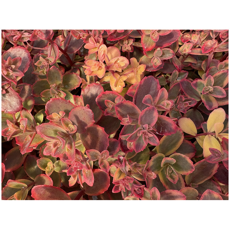 Sedum 'Sunsparkler Wildfire'