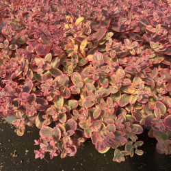 Sedum 'Sunsparkler Wildfire'