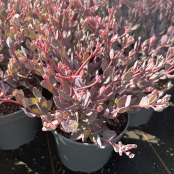 Sedum 'Red Canyon'