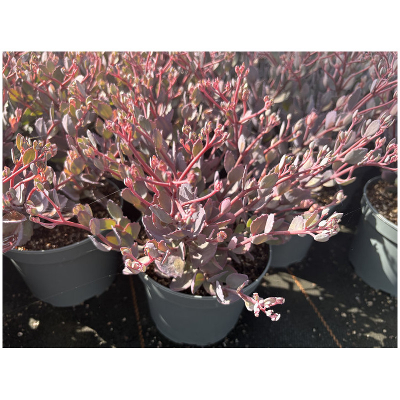 Sedum 'Red Canyon'