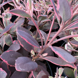 Sedum 'Sunsparkler Dream Dazzler'