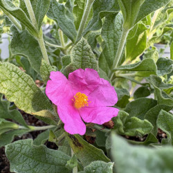 Cistus 'Crispus'