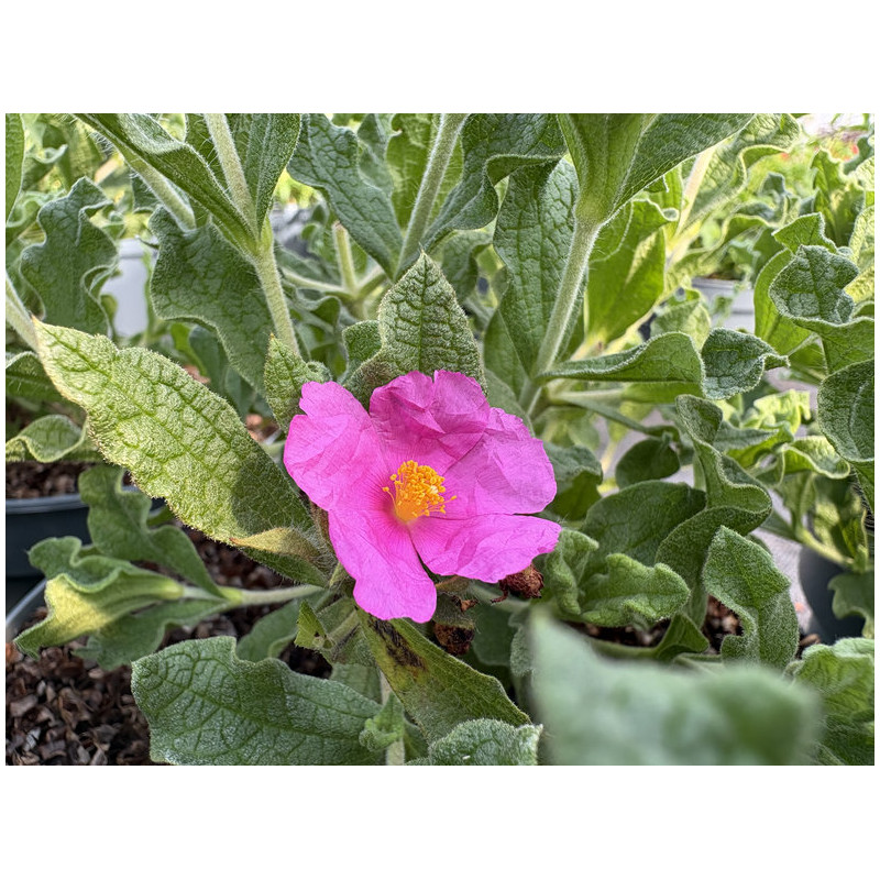Cistus 'Crispus'