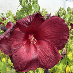 Hibiscus moscheutos 'My Valentine'