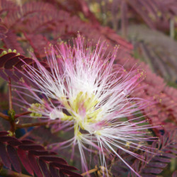 Albizia julibrissin 'Summer Chocolate' - Arbre à soie
