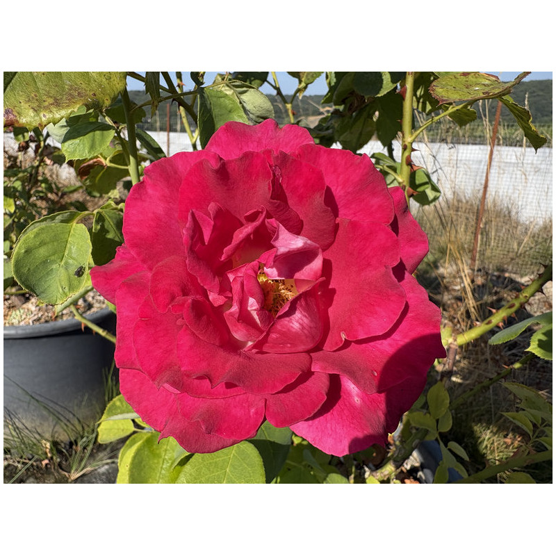 Rosa 'Monica Bellucci ' ®