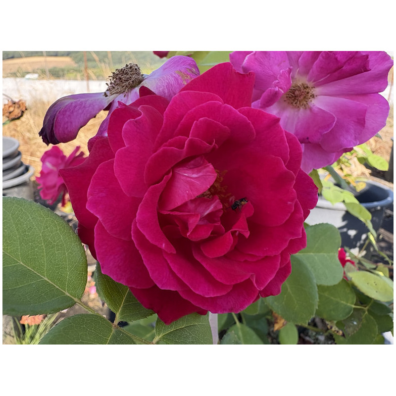 Rosa 'Elegance® française'