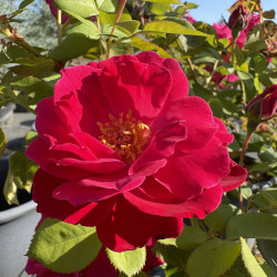 Rosa 'Elegance® française'