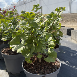 Ginkgo biloba 'Mariken' - Arbre aux quarante écus