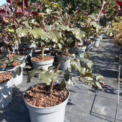 Fagus sylvatica 'Tortuosa Purpurea' - Hêtre tortillard