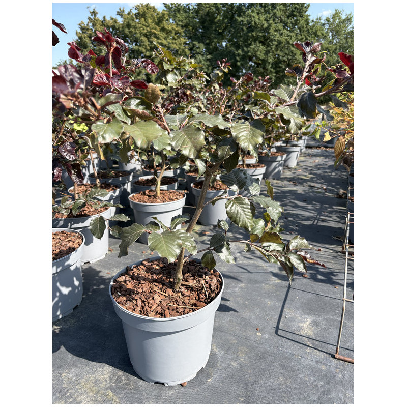 Fagus sylvatica 'Tortuosa Purpurea' - Hêtre tortillard