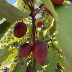 Malus 'Velvet Pillar' - Pommier d'ornement