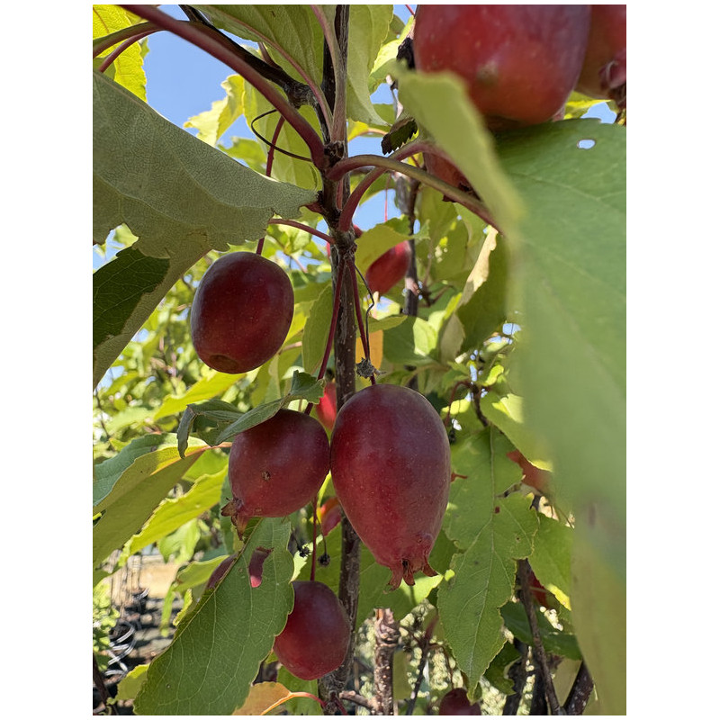 Malus 'Velvet Pillar' - Pommier d'ornement