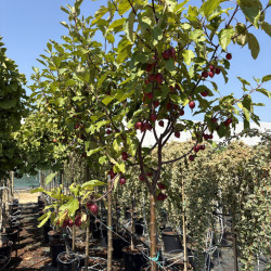 Malus 'Velvet Pillar' - Pommier d'ornement