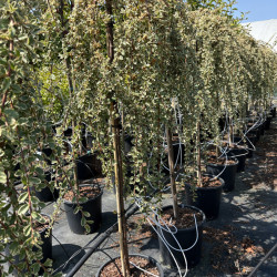 Cotoneaster × suecicus 'Juliette'
