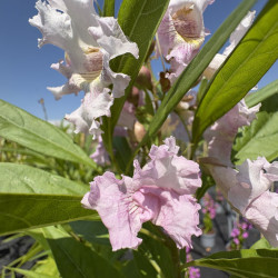 Chitalpa tashkentensis 'Pink Dawn'