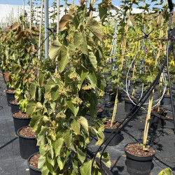 Tilia tomentosa 'Arnold Select'