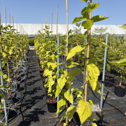 Morus rotundiloba 'Mojo Berry' ® - 'Matsunaga' - Mûrier nain