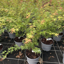 Acer palmatum 'Wilson's Pink Dwarf' - Erable