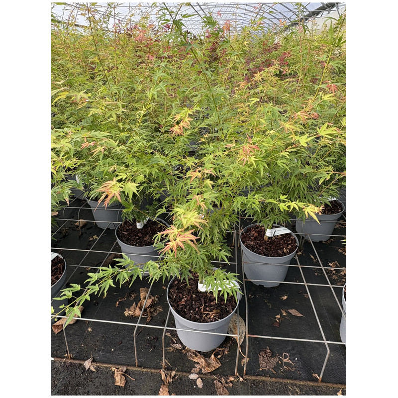 Acer palmatum 'Wilson's Pink Dwarf' - Erable