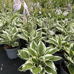 Hosta ‘Patriot‘