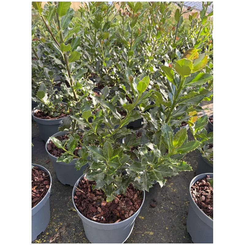 Ilex x meserveae 'Soft Pillow'