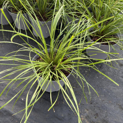Lomandra longifolia 'Tanika'