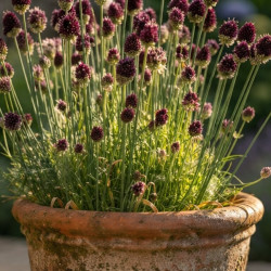 Allium sphaerocephalon