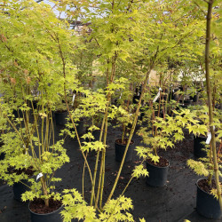 Acer palmatum 'Summer Gold' - Érable du Japon