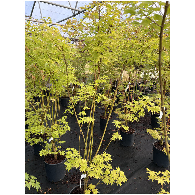 Acer palmatum 'Summer Gold' - Érable du Japon