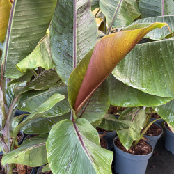 Musa 'Helen's Hybrid' - Bananier