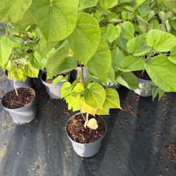 Cercis chinensis 'Avondale' - Gainier de Chine