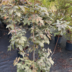 Staphylea colchica 'Black Beauty'
