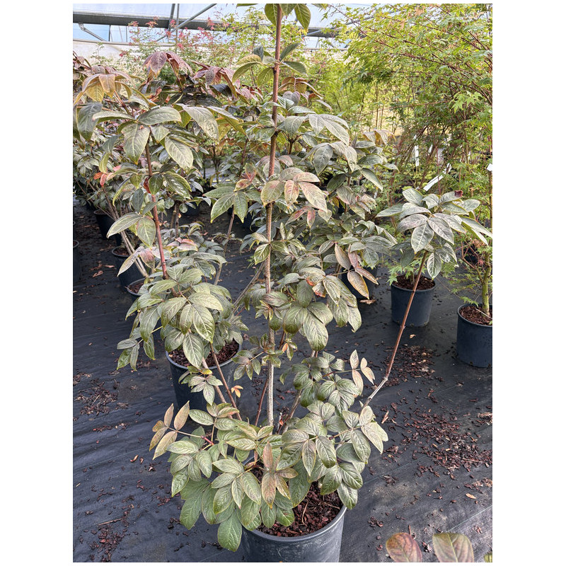 Staphylea colchica 'Black Beauty'