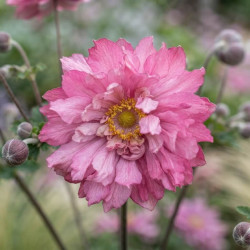 Anemone Puff ® 'Pink'
