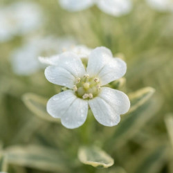 Arabis ferdinandi-coburgii ‘Old Gold’