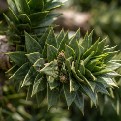 ARAUCARIA araucana - Désespoir du singe