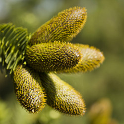 ARAUCARIA araucana - Désespoir du singe